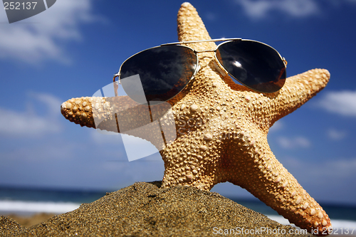 Image of Beach Starfish with Shades