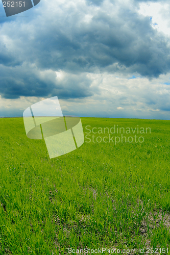 Image of green field