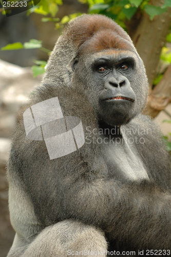 Image of Gorilla is posing