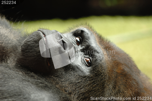 Image of Resting ape