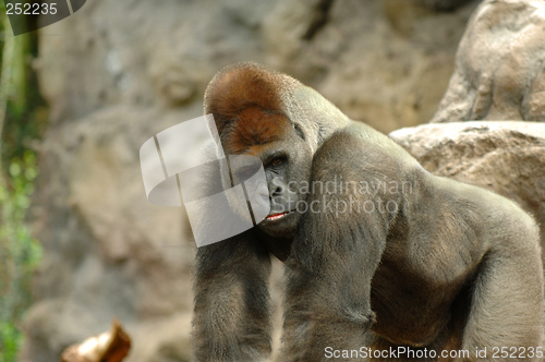 Image of gorilla posing