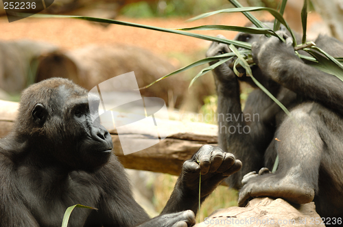 Image of Ape eating