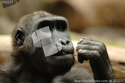 Image of Ape eating grass
