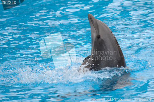 Image of Dolphin