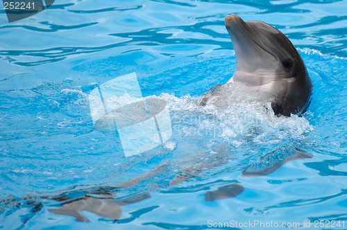 Image of Happy dolphin