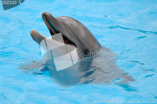 Image of Happy dolphin