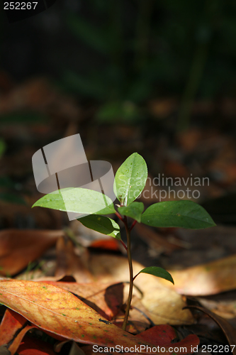 Image of Forest Seedling