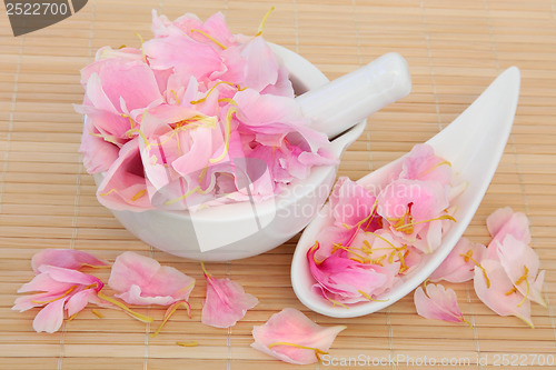 Image of Peony Flower Petals