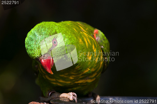 Image of Scaly-breasted Lorikeet