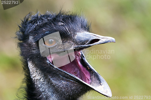 Image of Emu