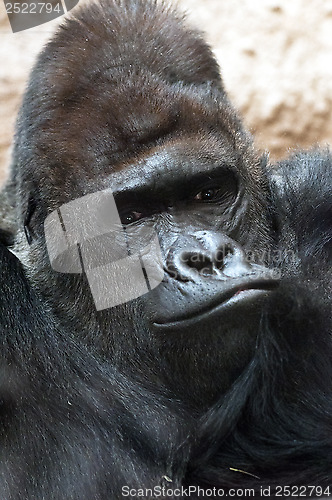 Image of Gorilla