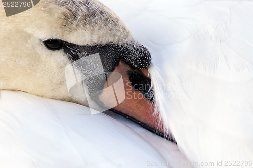 Image of Swan