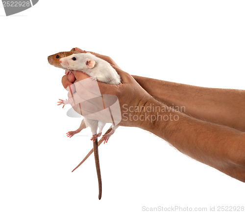 Image of Two rats in human outstretched hands