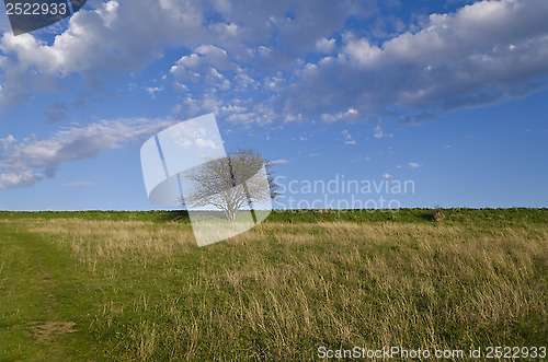 Image of Tree on a blue