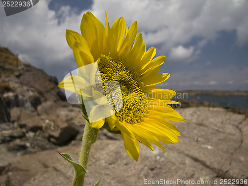 Image of Sunflower rocks