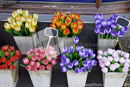 Image of Wooden Tulips