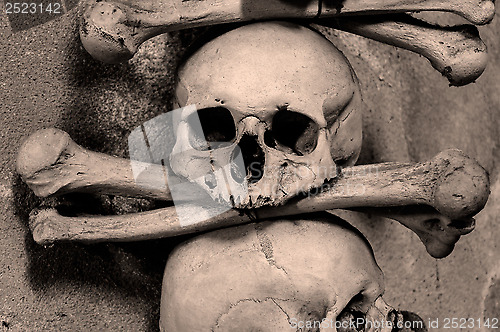 Image of Human bones.