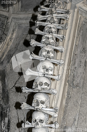 Image of Human bones.