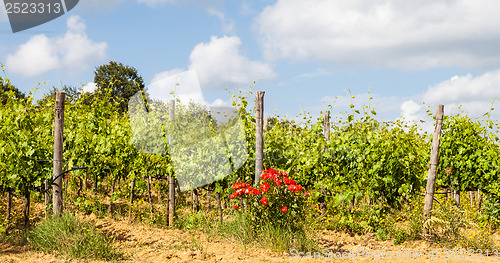 Image of Tuscany Wineyard