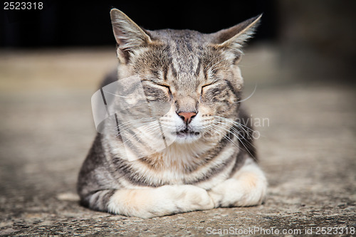 Image of Sleeping cat