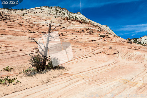 Image of Zion National Park