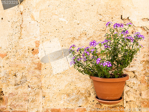 Image of Tuscan flowers