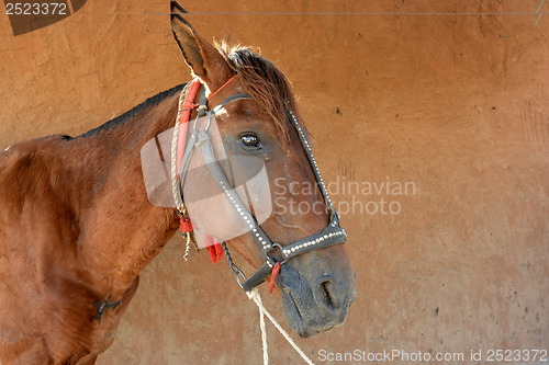 Image of horse 