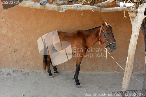 Image of horse 