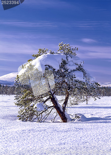 Image of Winter Tree