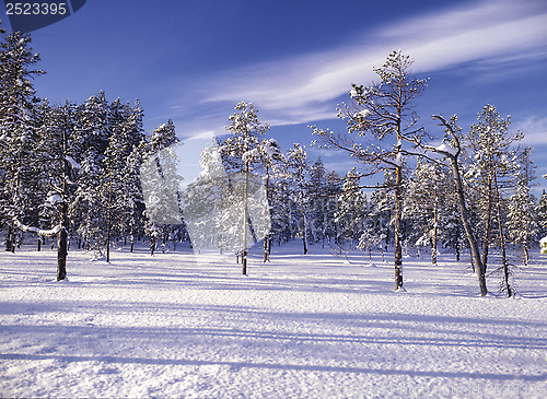 Image of landscape of winter forest 