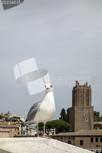 Image of yellow legged-gull