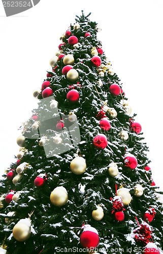Image of Christmas tree outdoor