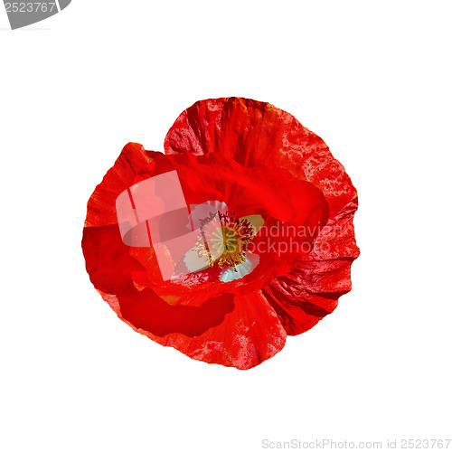 Image of Poppy red with white middle