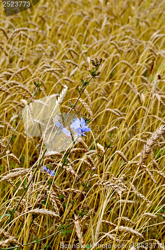 Image of Chicory in a wheat field