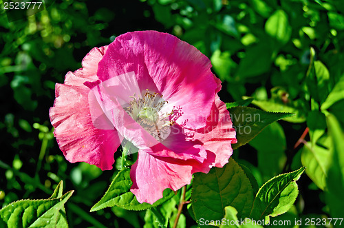 Image of Poppy pink among foliage