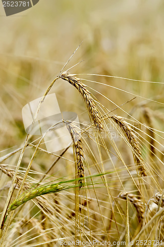 Image of Rye ears on field background