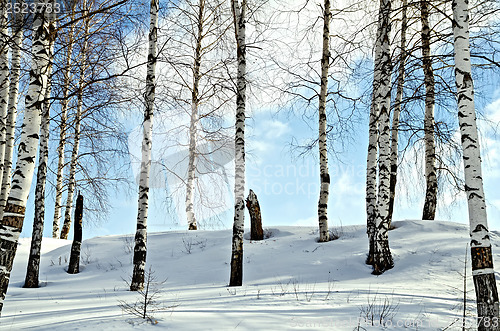 Image of Birch trees in a winter forest