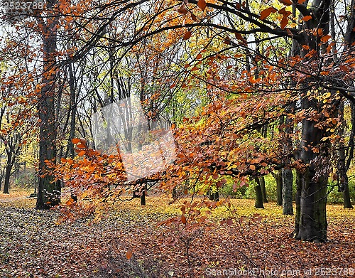 Image of Autumn colors