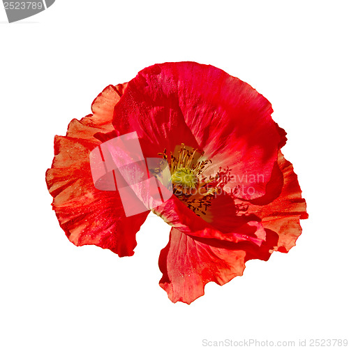 Image of Poppy red side view