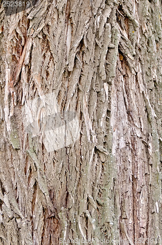 Image of Bark old willow texture