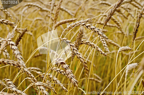 Image of Spikelets of wheat in a wheat field