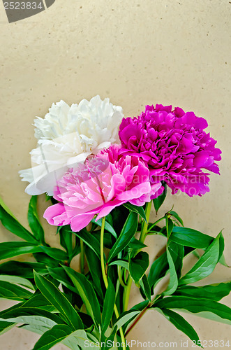 Image of Peonies on wrapping paper