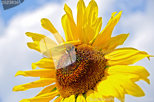 Image of Sunflower with bumblebee