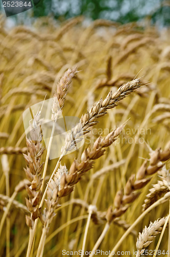 Image of Spikelets of wheat against the background of a wheat field