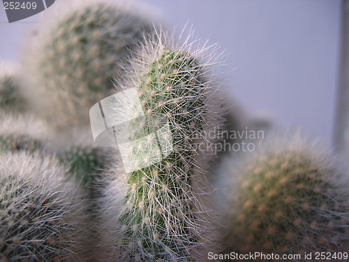 Image of Cacti