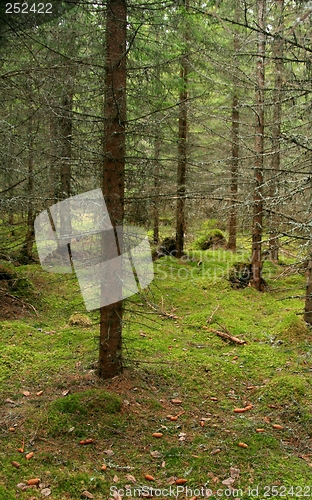 Image of Spruce forest