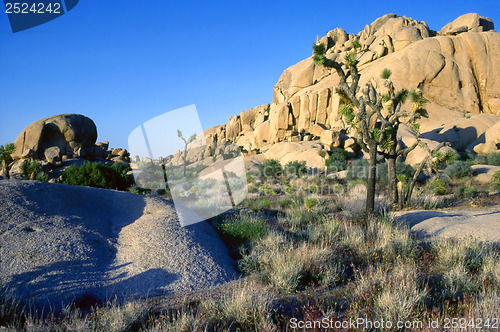 Image of Yoshua Tree National Park