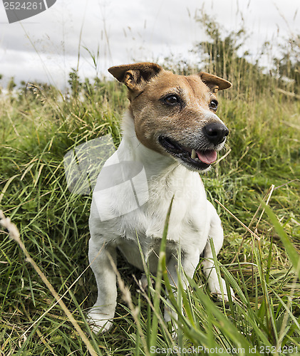 Image of Jack Russell terrier