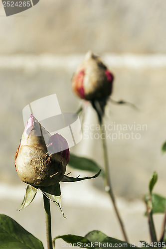 Image of Rosebud