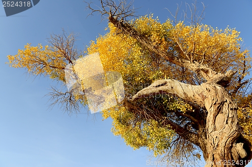 Image of Golden trees in autumn